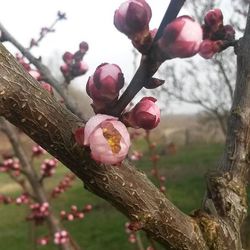 Close-up of pink flowers