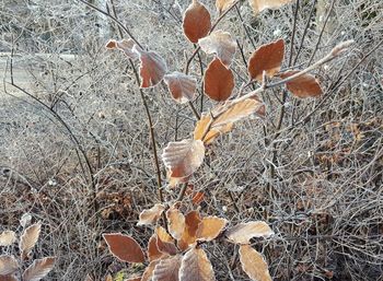 Full frame shot of leaves