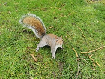 High angle view of squirrel on land