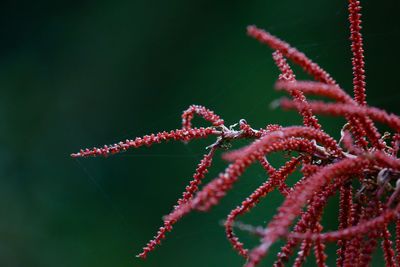 Close-up of red flowers on plant