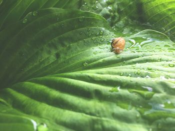 Close-up of leaf on plant