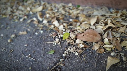 Close-up of dry autumn leaves
