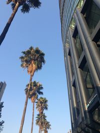 Low angle view of tree against clear blue sky