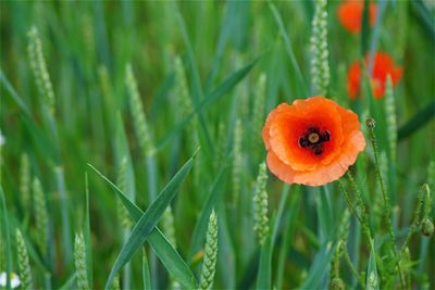 Close-up of red poppy flower