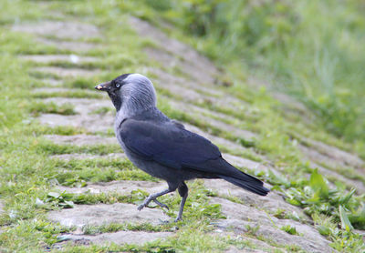 Close-up of bird on grass