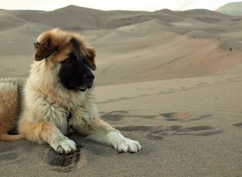 Dog resting on sand