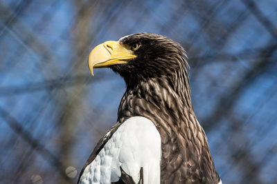 Close-up of stellers sea eagle looking away