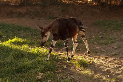 Okapi on field