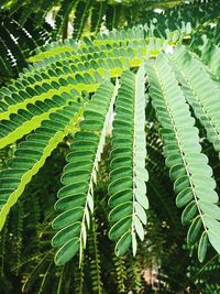 Close-up of fresh green leaves