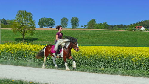 Horse riding horses in a field