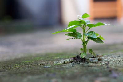 Close-up of young plant growing outdoors