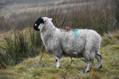 Sheep standing in a field
