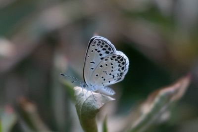 Close-up of butterfly pollinating on flower