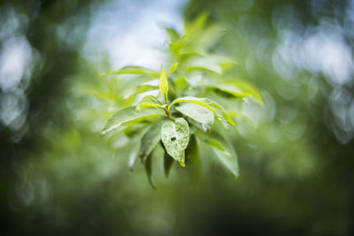 Close-up of fresh green plant