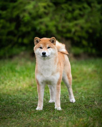 Shiba inu dog