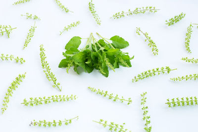 High angle view of chopped plant against white background