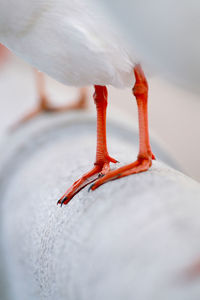 Close-up of a bird