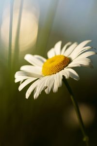 Close-up of white daisy flower