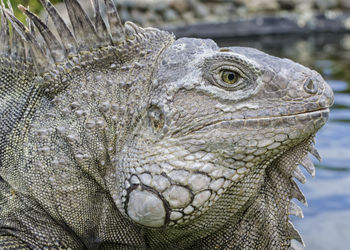 Close up of a bird