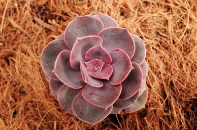 High angle view of pink flowering plant
