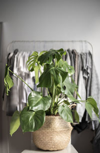 Close-up of potted plant on table at home