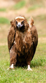 Close-up of hawk on field