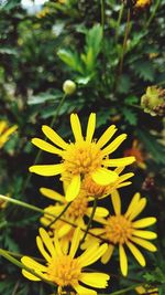 Close-up of yellow flowers blooming outdoors