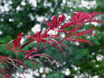 Close-up of red maple leaves on tree