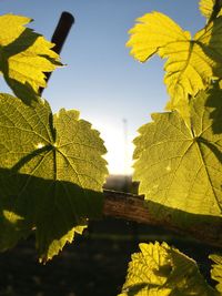 Close-up of yellow leaves against clear sky