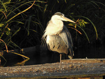 High angle view of gray heron perching on lake