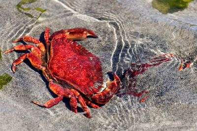 Close-up of red crab