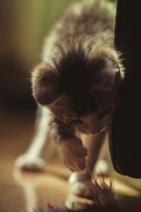 Close-up of cat