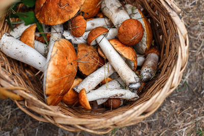 Wicker basket full of boletus mushrooms