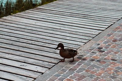 High angle view of bird perching on footpath
