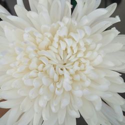 Close-up of white dahlia