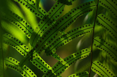 Close-up of green leaves