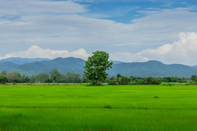 Scenic view of agricultural field against sky