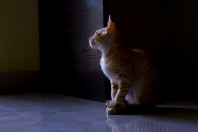 Cat looking away while sitting on floor at home