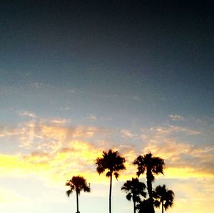 Low angle view of palm trees against sky