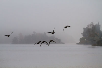 Bird flying over the sea