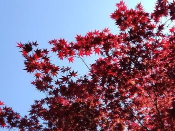 Low angle view of red flowering plant against clear sky