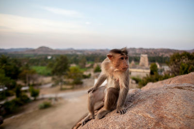 Monkey on rock against sky