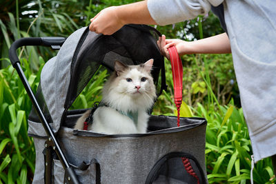 One fluffy ragdoll cat on his walk