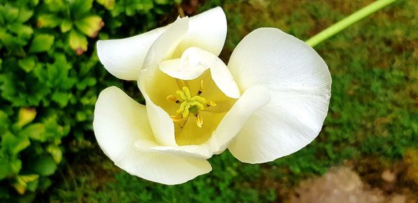 Close-up of white rose flower