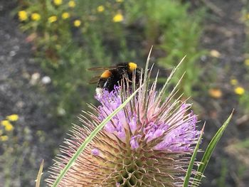 Close-up of honey bee on thistle