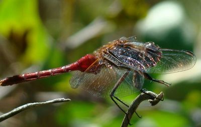 Close-up of dragonfly on plant