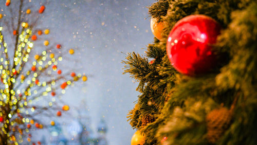 Close-up of christmas tree