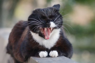 Close-up of cat yawning