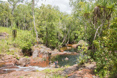 View of trees in forest