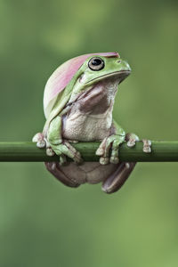 Close-up of frog on green leaf
